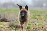 MALINOIS 886